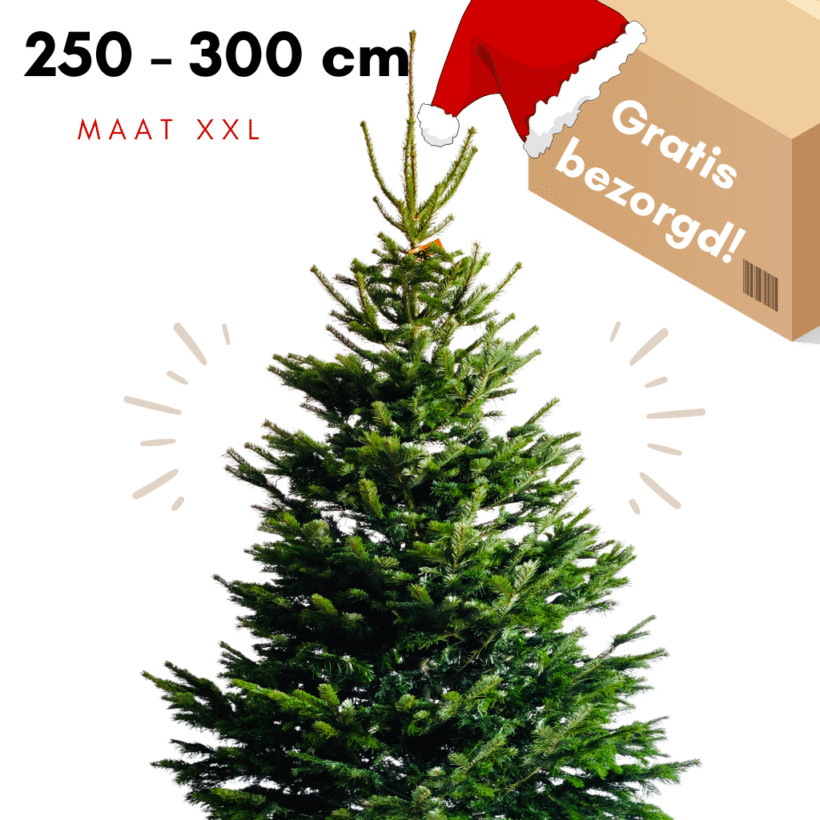 grote kerstboom kopen den haag